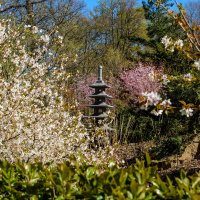 Цветущий Японский сад :: Константин Шабалин