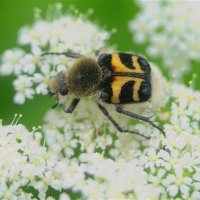 Восковик перевязанный(Trichius fasciatus) :: Иван 