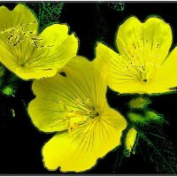 Ах, эти жёлтые цветы... Энотера :: Нина Корешкова