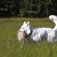 Курсинг. Одри с приманкой. :: Ольга Милованова