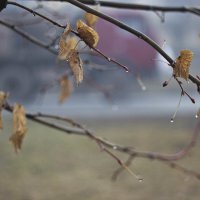 hazy morning :: Бармалей ин юэй 