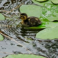 Крохотный утёнок на большом листе кувшинки. :: Милешкин Владимир Алексеевич 