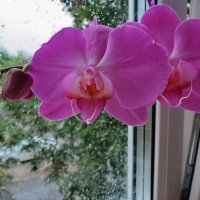 Орхидея :: Liliya Kharlamova