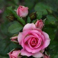 Мои любимые розы :: Татьяна Панчешная