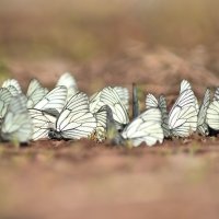 Бабочки :: Александр Кочуркин
