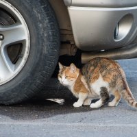 Техника безопасности. :: Владимир Безбородов