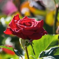 Июньская роза :: Aнна Зарубина