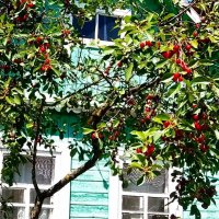 Поспели вишни в саду у дяди Вани (с)) :: Галина Бобкина
