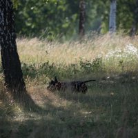 Охотница. :: Владимир Безбородов