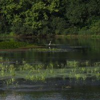 Цапля на заводи :: Евгений 