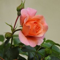 роза :: ИННА ПОРОХОВА