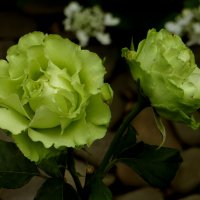 Зеленые розы. :: Nata 
