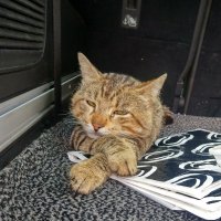 уличный кот попросился полежать на коврике в багажнике :: Алексей Меринов