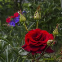 Красная роза :: Сергей Цветков
