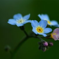 Этюд с незабудками :: Татьяна Соловьева