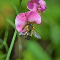 Пчела :: Константин Анисимов