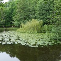 В городском парке Зеленоградска :: Маргарита Батырева