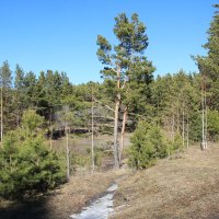 В лесопарке. Март - ещё снег :: Олег Афанасьевич Сергеев