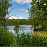 Озеро в лесу 5 :: Андрей Дворников