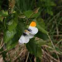 Зорька обыкновенная (Anthocharis cardamines (Linnaeus, 1758)) :: Павел Морозов