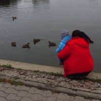 Почему уткам не холодно? :: Андрей Лукьянов