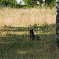 В жаркий день. :: Владимир Безбородов