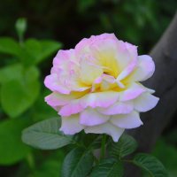 необычная красота розы :: Юрий Владимирович