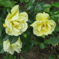 Эти жёлтые розы :: Дмитрий Никитин