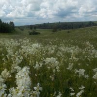 Июльское цветение :: Ольга 