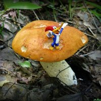 К вопросу о грибной охоте..:-) :: Андрей Заломленков