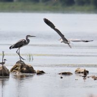 Цапли на Оке :: Светлана 