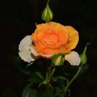 красивая роза :: Владимир 