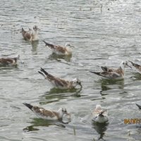 Чайки на пруду.. :: Зинаида 