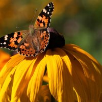 Рудбекия и бабочка :: Екатерина Крылова