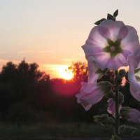 Вечерняя романтика :: Ната Волга