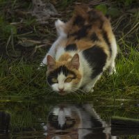 Кошка у воды :: Олег 