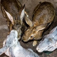 Кролики - это не только ценный мех... :: Светлана SvetNika17