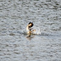 Водные процедуры :: Ольга Прикуль