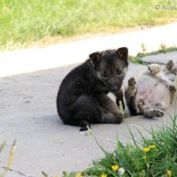 щенки в дацане :: василиса косовская