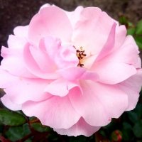 О эта розовая роза -  коралла цвет! :: Елена Павлова (Смолова)