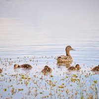 Утиный детский сад на прогулке :: Владислав Левашов