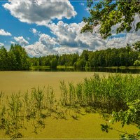 Лесное озеро, июль 3 :: Андрей Дворников