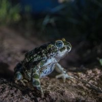 О чём поёт ночная... жаба? :: Андрей Вигерчук