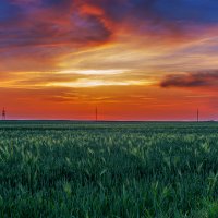 Закат солнца над пшеничным полем :: Владимир Ушаров