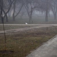 белый голубь в тумане :: Бармалей ин юэй 