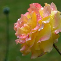 Царица цветов, дождём умытая ) :: Тамара Бедай 
