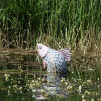 Крупная "рыба"в пруду! :: Natalia Harries