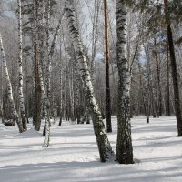 Природа в санатории Обские плёсы. Март. :: Олег Афанасьевич Сергеев