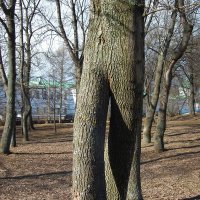 Шагающее дерево :: Вера Щукина
