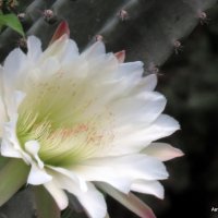Кактус Цереус - цветок.. :: Валерьян Запорожченко